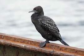 Little Black Cormorant