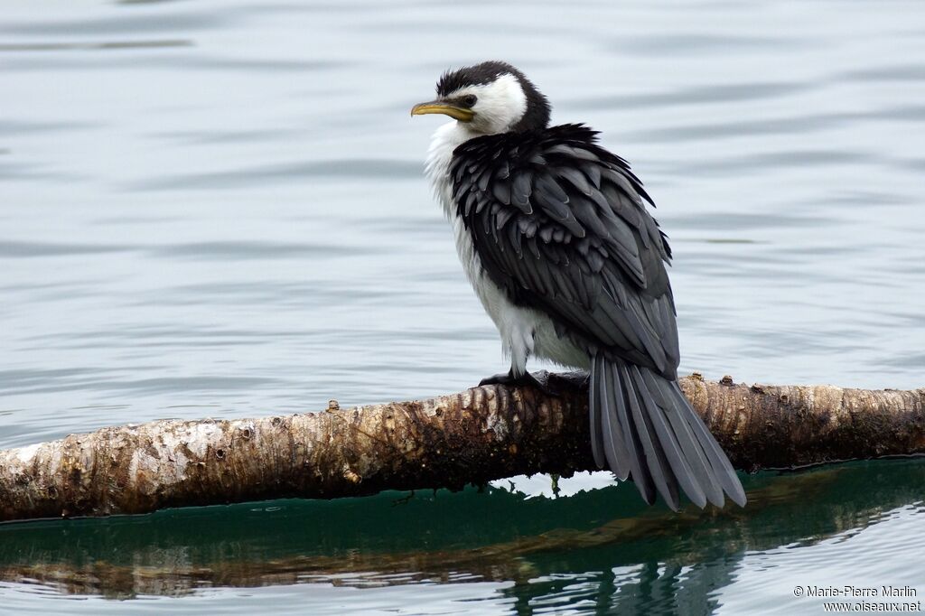 Cormoran pie