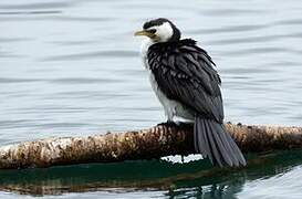 Little Pied Cormorant