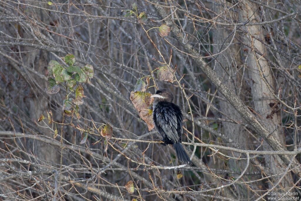 Cormoran pygméeadulte