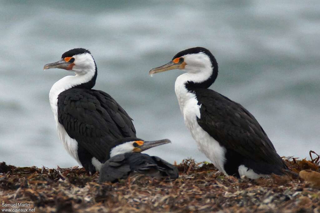 Cormoran variéadulte, pigmentation