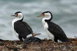 Australian Pied Cormorant