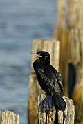 Neotropic Cormorant