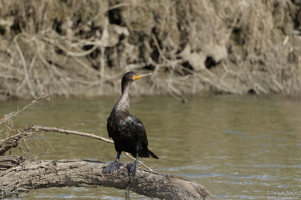 Cormoran viguaadulte