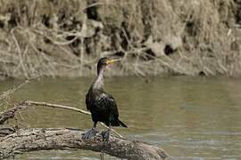 Neotropic Cormorant