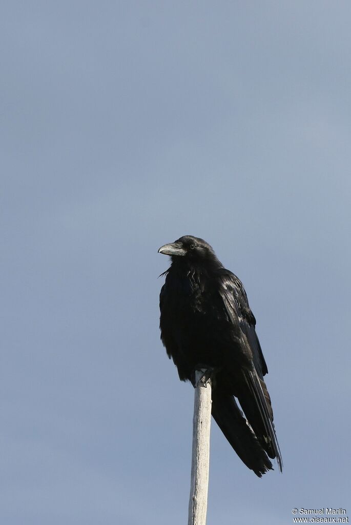 American Crowadult