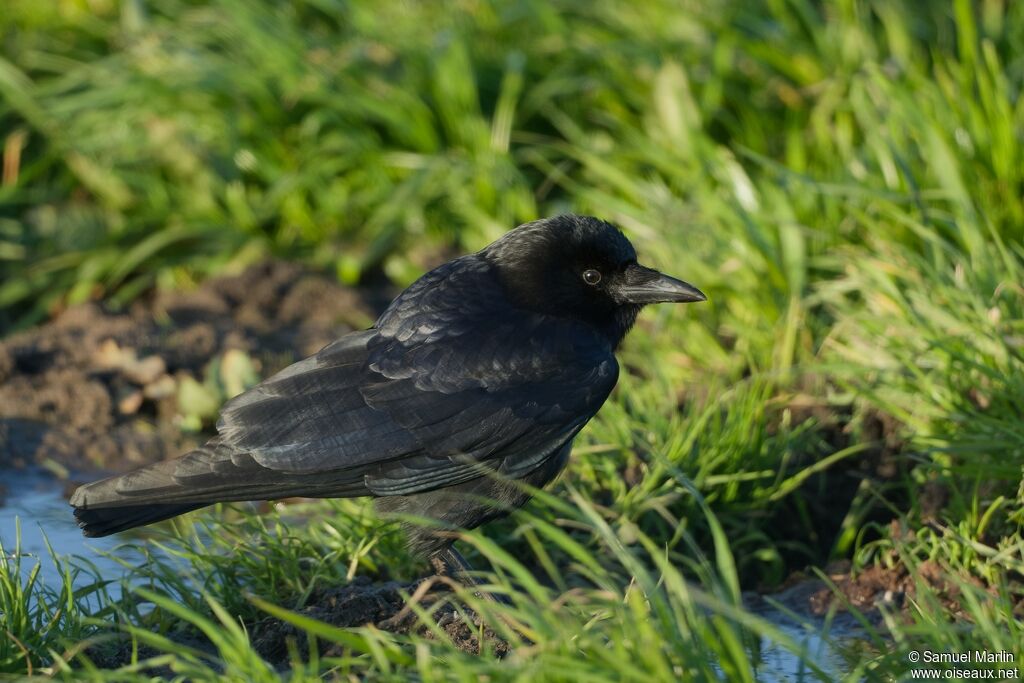 American Crowadult