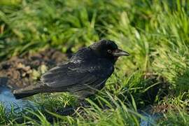 American Crow