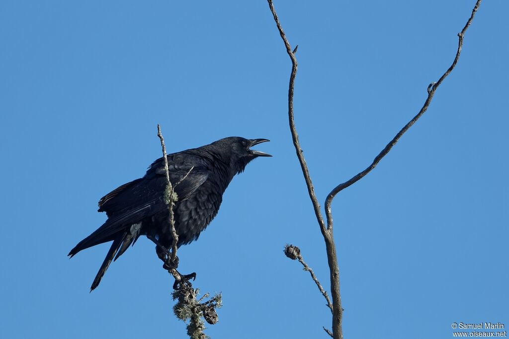 American Crowadult, song