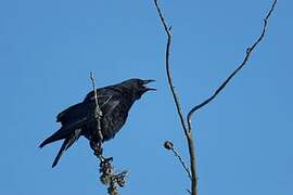 American Crow