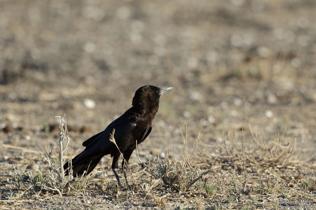 Cape Crowadult