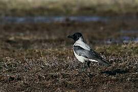 Hooded Crow