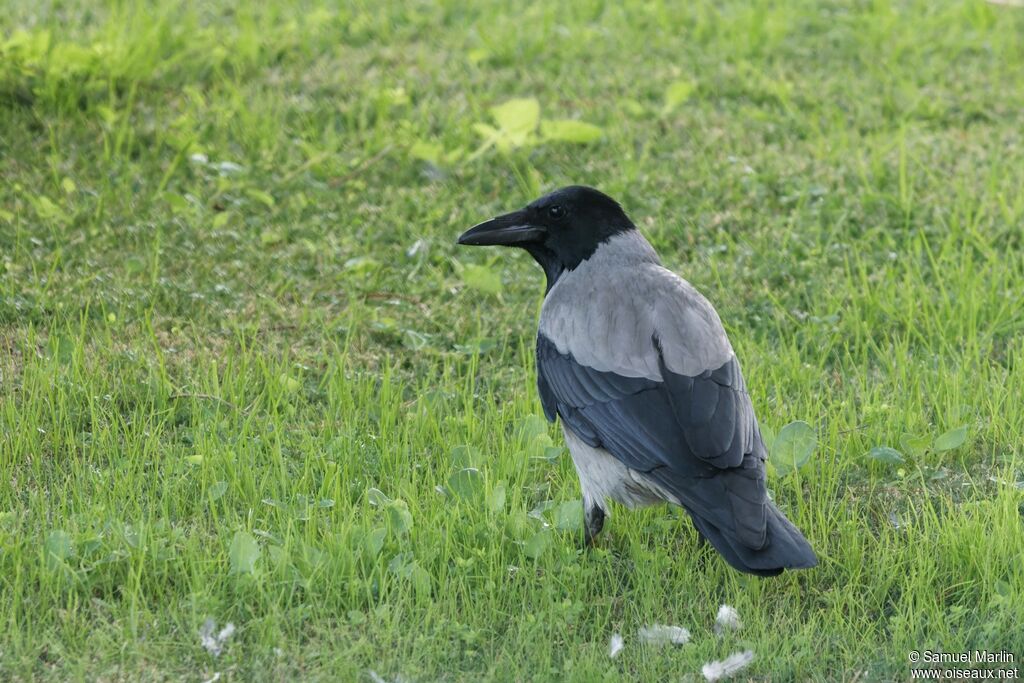 Hooded Crowadult