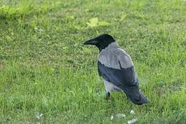 Hooded Crow