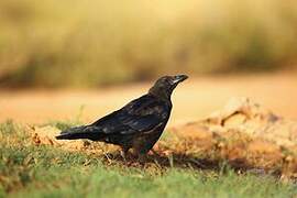 Carrion Crow