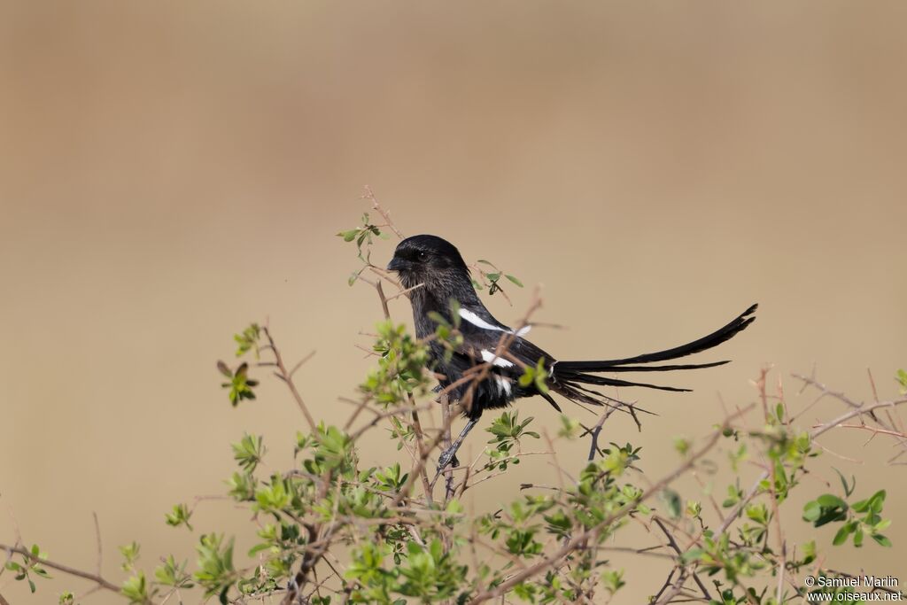 Corvinelle noir et blanc