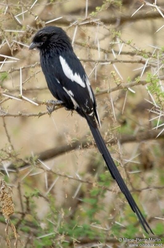 Magpie Shrikeadult