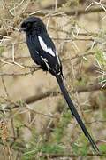 Magpie Shrike