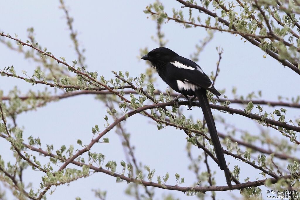 Magpie Shrikeadult