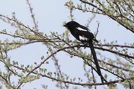 Magpie Shrike