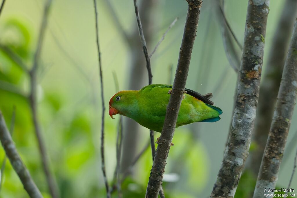 Sri Lanka Hanging Parrotadult