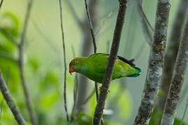 Sri Lanka Hanging Parrot