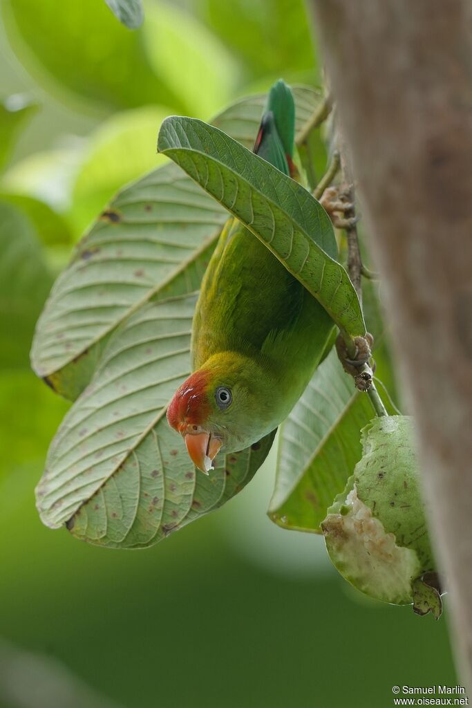 Sri Lanka Hanging Parrotadult, eats