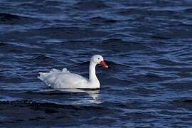 Coscoroba Swan