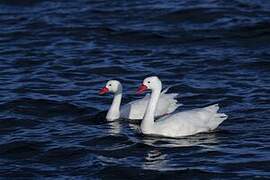 Coscoroba Swan