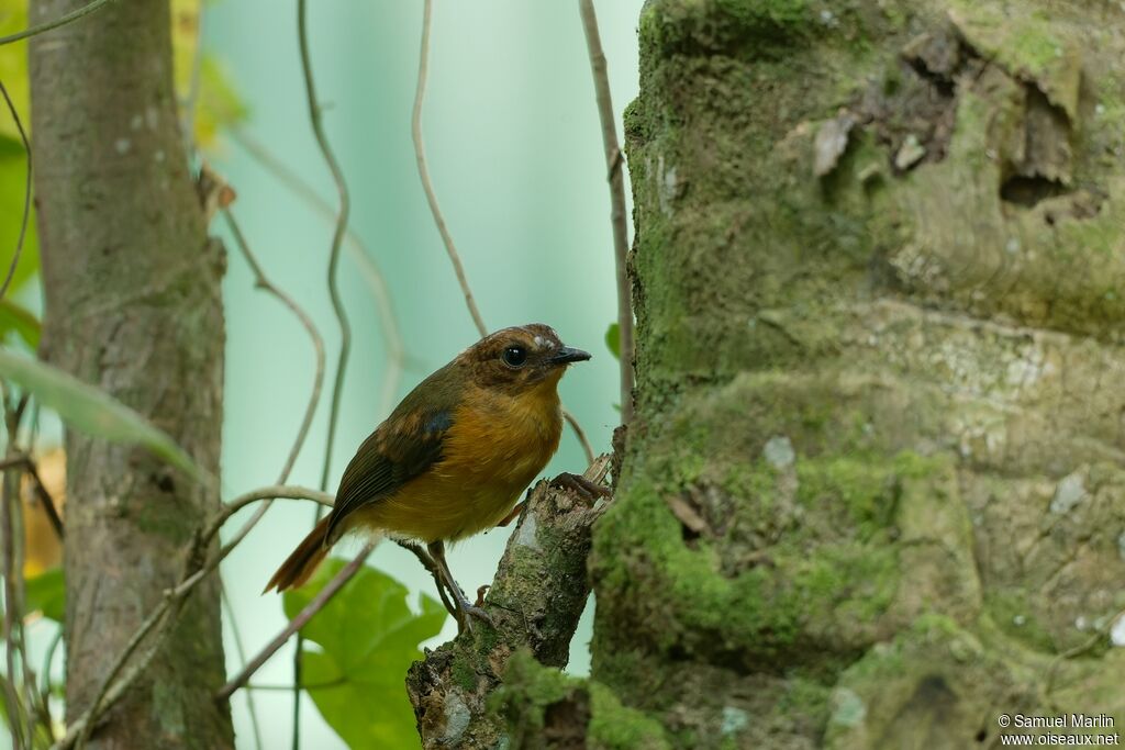 Blue-shouldered Robin-Chatimmature