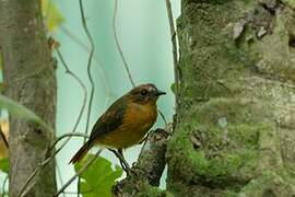 Blue-shouldered Robin-Chat