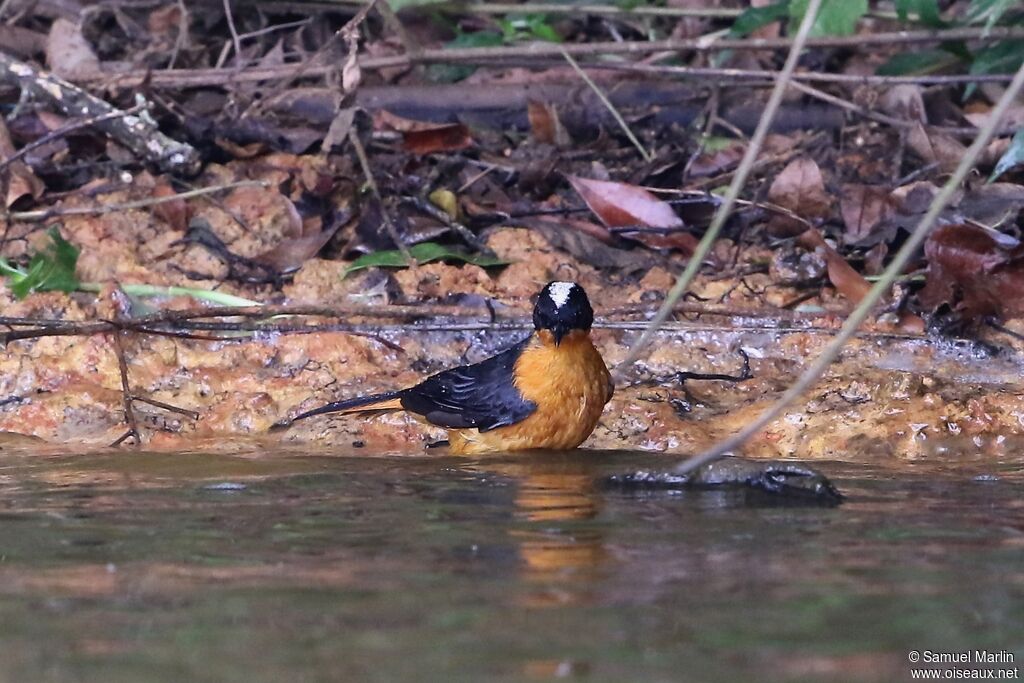 Snowy-crowned Robin-Chat