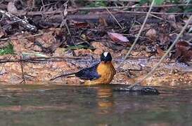 Snowy-crowned Robin-Chat