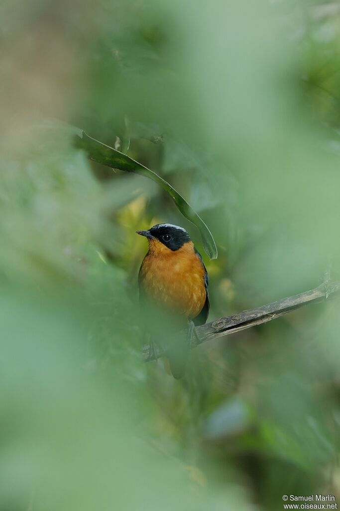 Snowy-crowned Robin-Chatadult