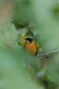 Snowy-crowned Robin-Chat