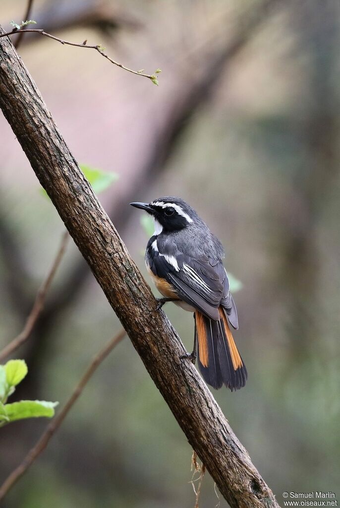 White-throated Robin-Chatadult