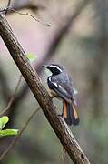 White-throated Robin-Chat