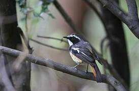 White-throated Robin-Chat