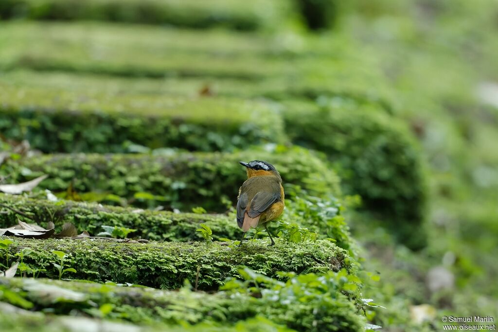 Grey-winged Robin-Chatadult