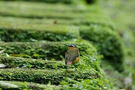 Grey-winged Robin-Chat