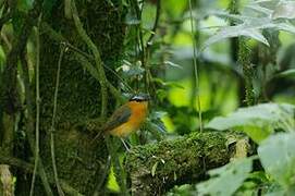 Grey-winged Robin-Chat