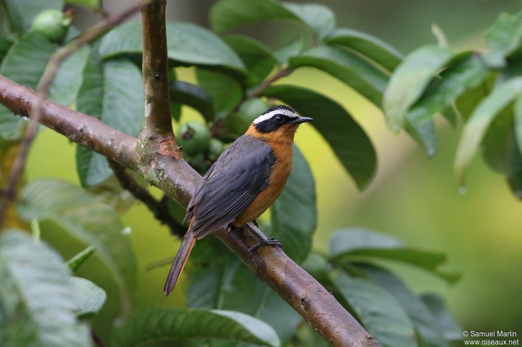 White-browed Robin-Chat