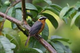 White-browed Robin-Chat