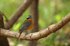 White-browed Robin-Chat