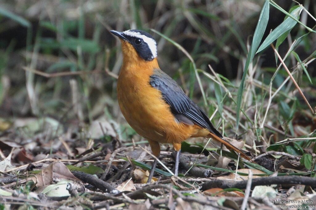 Rüppell's Robin-Chatadult