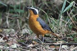 Rüppell's Robin-Chat