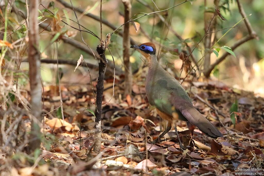 Red-capped Couaadult