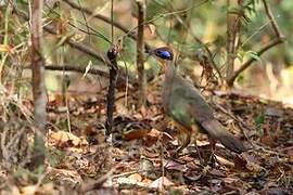 Red-capped Coua