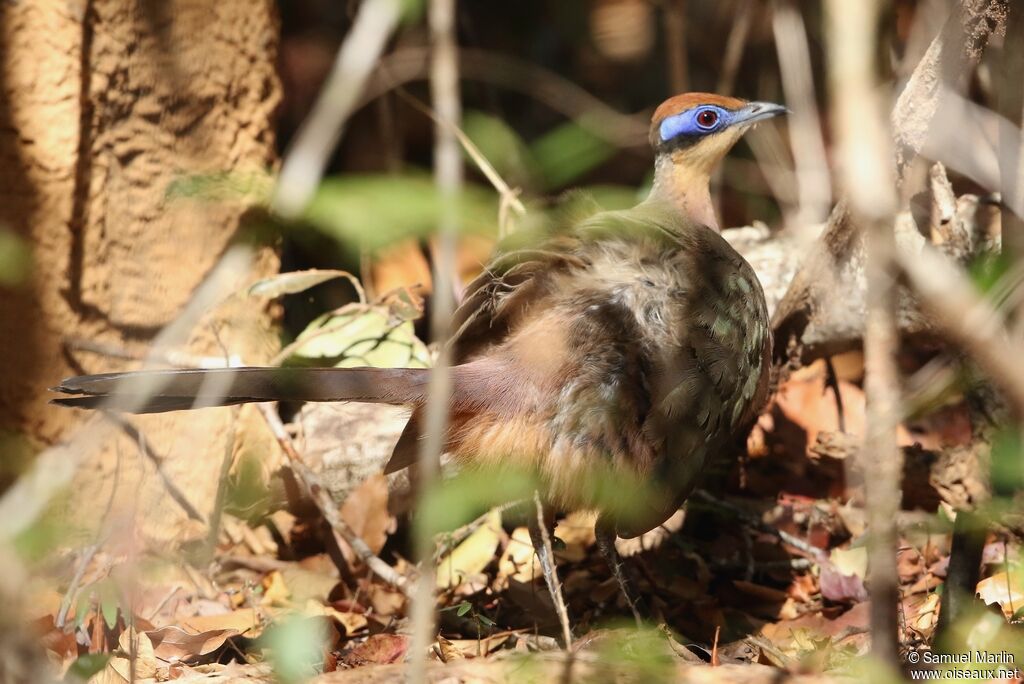 Coua à tête rousseadulte