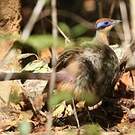 Coua à tête rousse